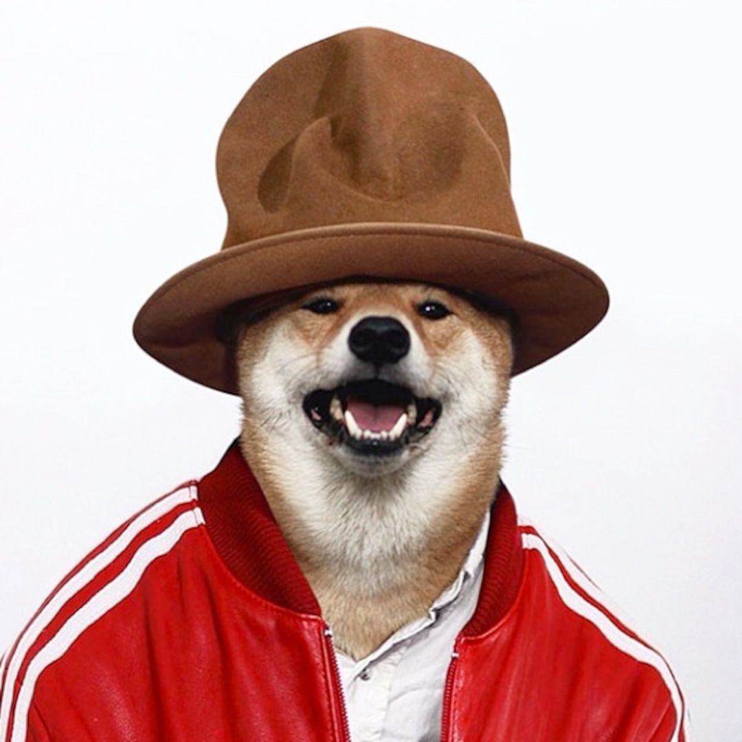 Photos from Internet's Most Famous Animals